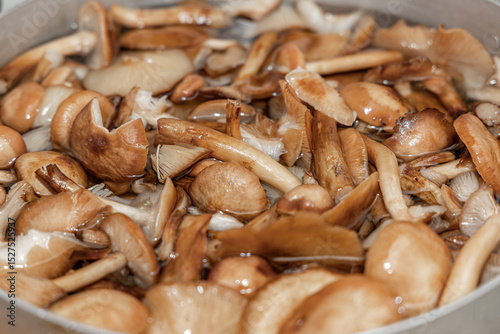 Delicious honey mushrooms in a ceramic plate . Honey fungus (Armillaria mellea) mushrooms in the bowl. Selective focus. Shallow depth of field.Mushrooms in a saucepan.