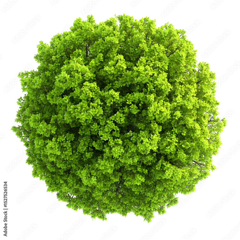 Obraz premium Isolated Top-Down View of a Lush Green Tree Crown on a Black Background