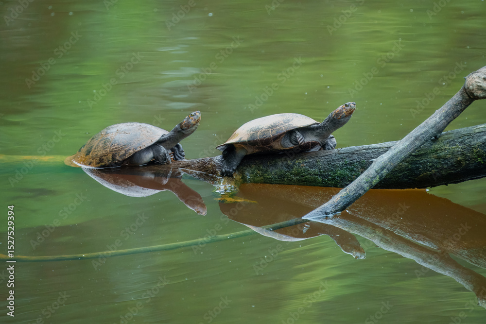 Obraz premium Arrau Turtles, partially submerged in murky green water. They are resting side-by-side on a mossy log or branch that extends into the water. 
