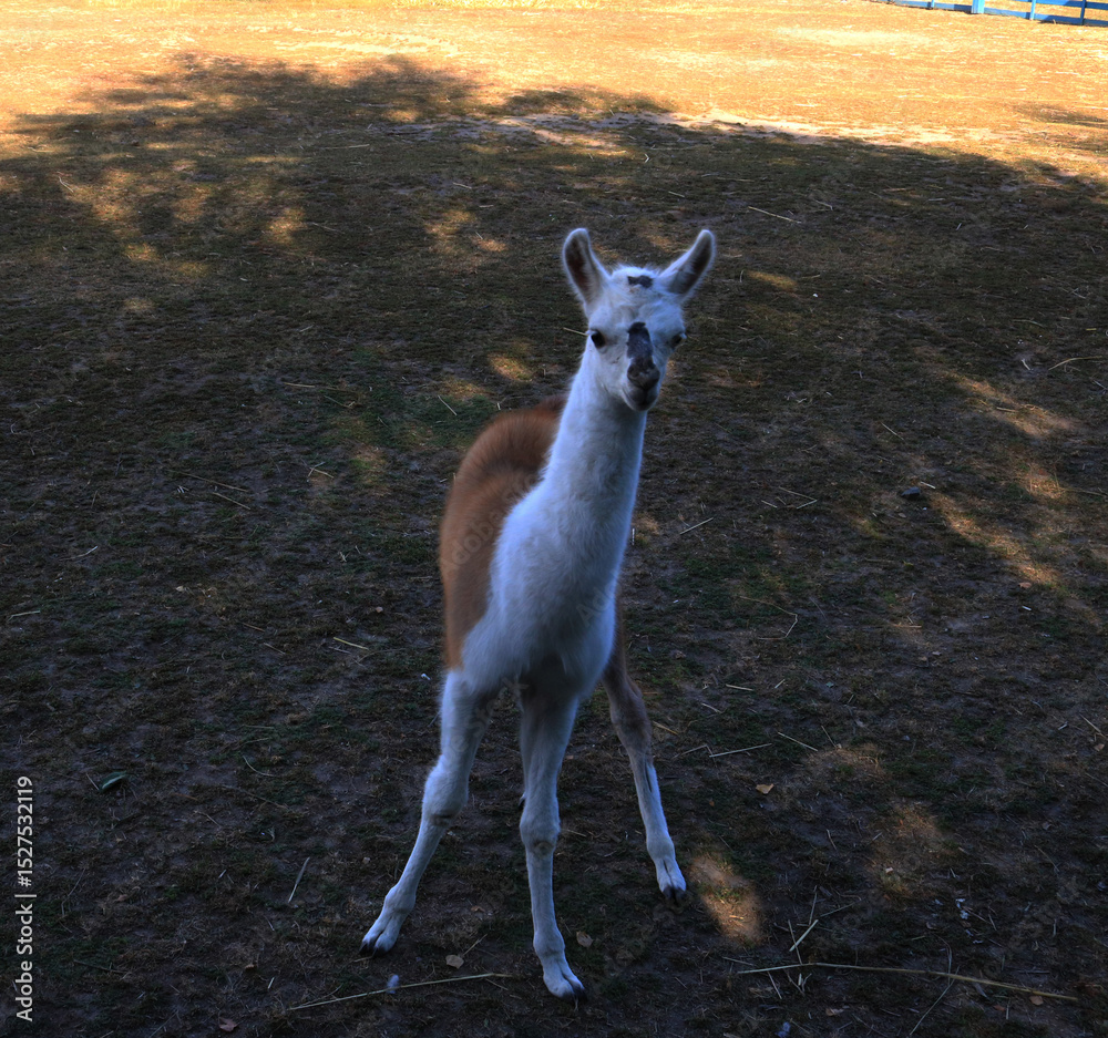 Obraz premium Curious Baby Llama Looking at Camera, Young Llama Standing in Paddock, Cute Cria Portrait