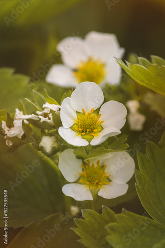 Strawberry flowers with green leaves. Close-up, blurred background. Sunny May day.