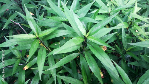 Medicinal Plant Justicia gendarussa has health benefits, Commonly known as Justicia or Gendarussa is a small branched shrub belonging to acanthaceae (Acanthus Family).