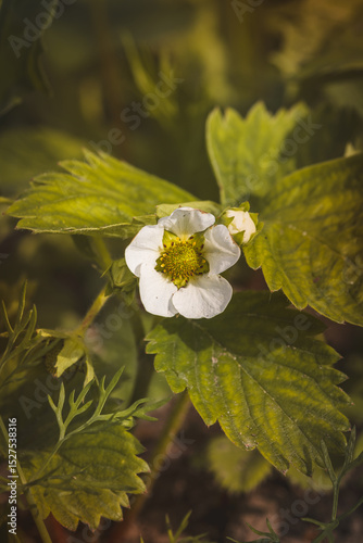 Strawberry flowers with green leaves. Close-up, blurred background. Sunny May day.