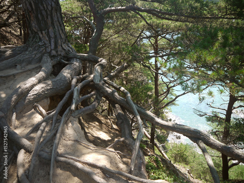 Old Japanese red pine tree with girdling roots the steep cliff edge over the sea