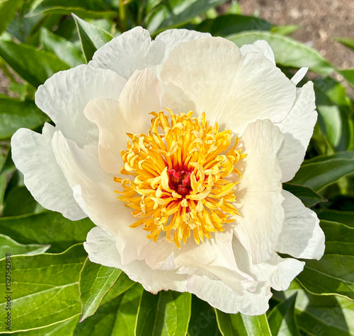 Paeonia Sanctus white flower close up in summer sunny garden, botanical garden, breeding and growing peony varieties in flowerbed. High quality photo