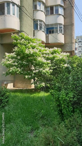 city, summer, greenery, trees, flowers, leaves, grass, sunny day