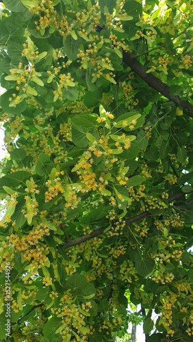 city, summer, greenery, trees, flowers, leaves, grass, sunny day
