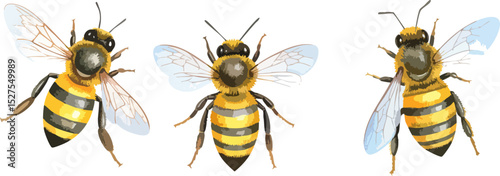 Vector illustration of cute flying bee illustration with yellow flower and honeycomb.