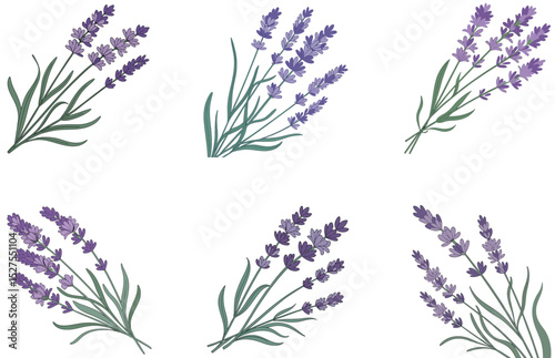 Lavender Plant Vector Designs Beautiful Botanical Illustrations for Nature, Garden, and Floral Art Projects