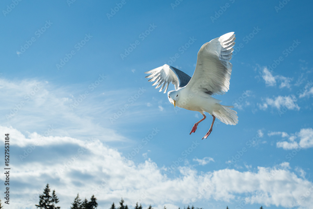 Obraz premium Wide angle shot of a seagull with his wings upturned and outstretched opposite to clouds in the sky. He makes a face that almost resembles a snowy owl. Shot in Seattle, Washington.