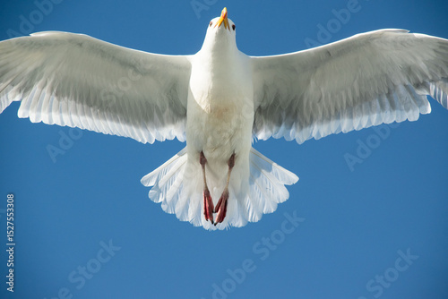 Εκτύπωση καμβά Shot of a seagull taken from directly below showing its textured undercarriage, the underside of its wings, and its legs