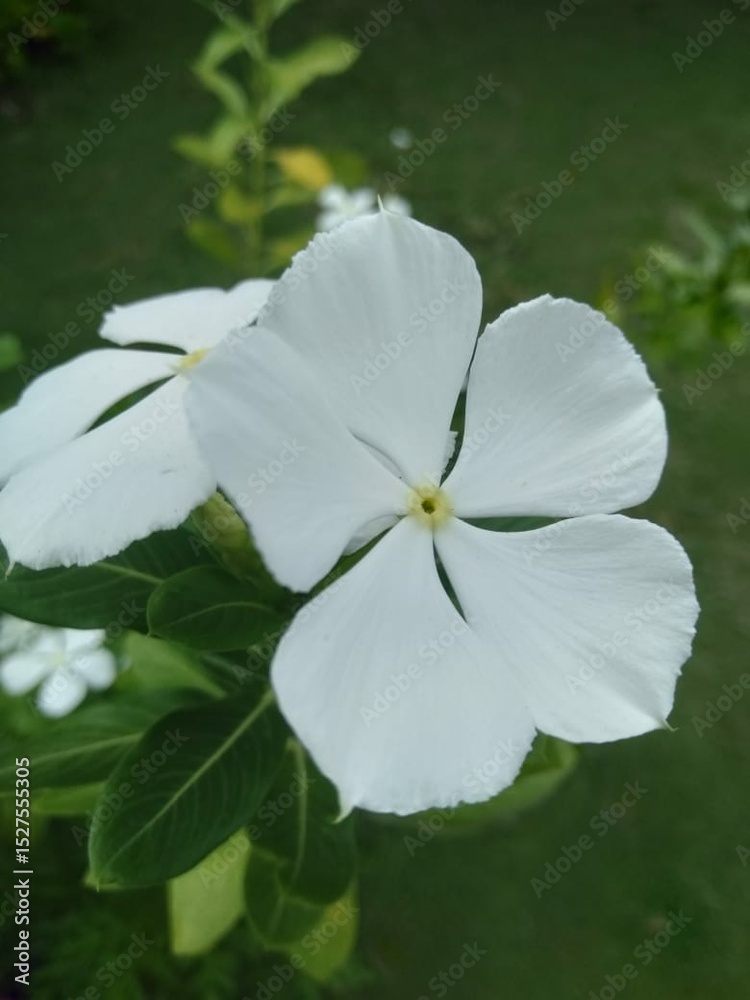 white flower in the garden white flower in the garden