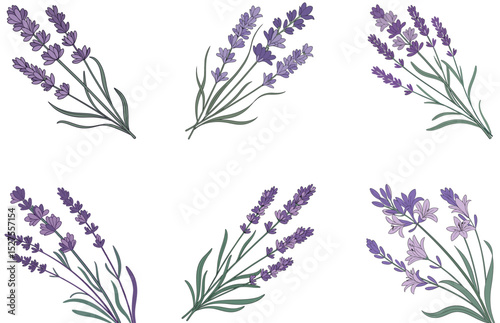 Lavender Plant Vector Designs Elegant Botanical Illustrations for Floral and Herbal-Themed Projects