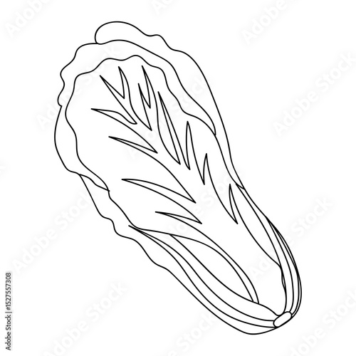 Artistic depiction of lettuce on a white background showcases the details of its leaves and shape