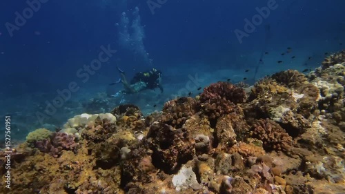 Wallpaper Mural A scuba diver explores a vibrant coral reef in Mauritius. A vivid underwater scene showcases marine biodiversity, adventure, and natural beauty. Torontodigital.ca