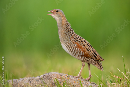 Common crake calling on the rock