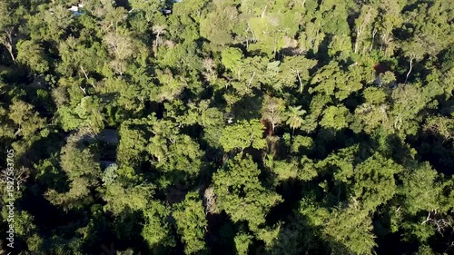 Wallpaper Mural Lush green tropical forest seen from above with dense trees and vibrant foliage Torontodigital.ca
