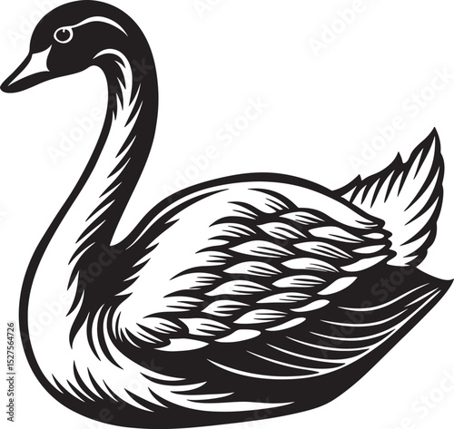 black and white goose