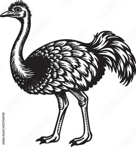 hand drawn vector cartoon ostrich