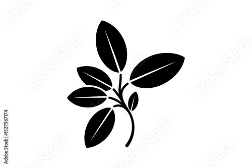 Illustration of a plant with several oval leaves