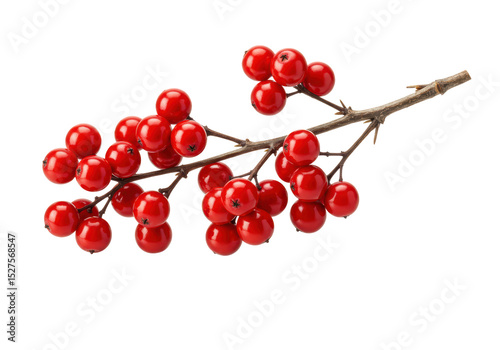 Isolated Red Berries on Branch Winter Holiday Decoration