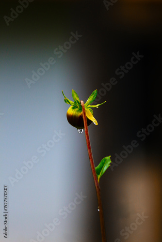 Raindrop clings to tender sprout