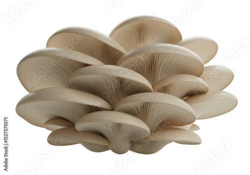 Isolated Group of Oyster Mushrooms, Fungi Delicacy