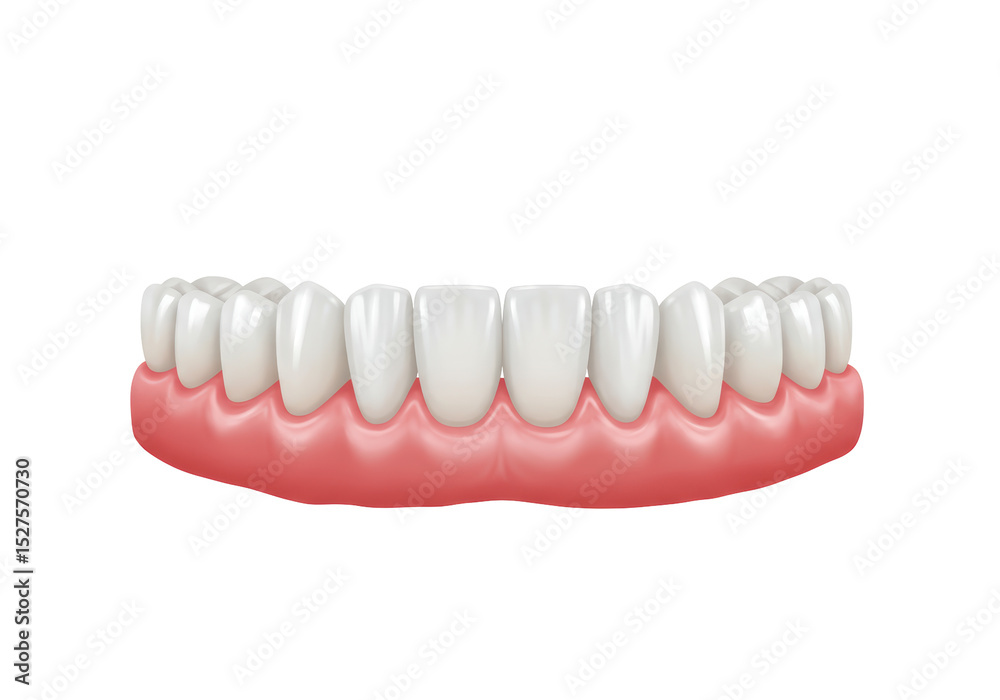 Fototapeta premium Isolated False Teeth Prosthetic with Gums