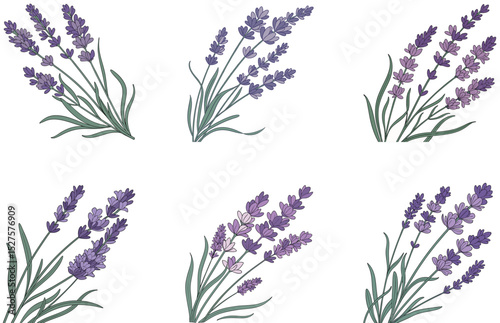 Lavender Plant Vector Designs Minimal Botanical Illustrations for Nature and Floral Themes