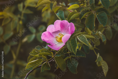 Pink rusty rose. Close-up of flower on blurred background.