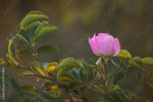 Pink rusty rose. Close-up of flower on blurred background.