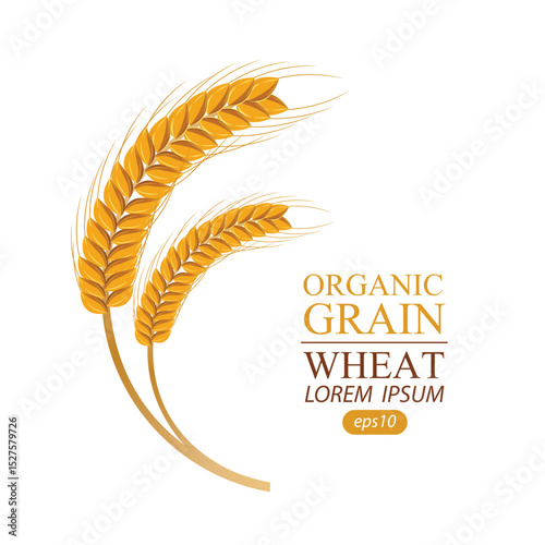 Ears of wheat. Vector illustration.
