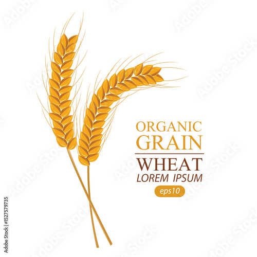 Ears of wheat. Vector illustration.