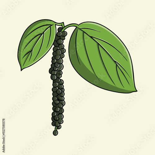 Black Pepper Plant with Fruit and Leaves