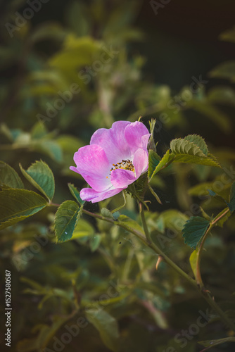 Pink rusty rose. Close-up of flower on blurred background.