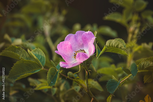 Pink rusty rose. Close-up of flower on blurred background.