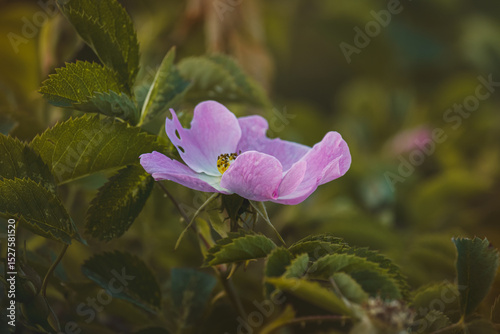 Pink rusty rose. Close-up of flower on blurred background.