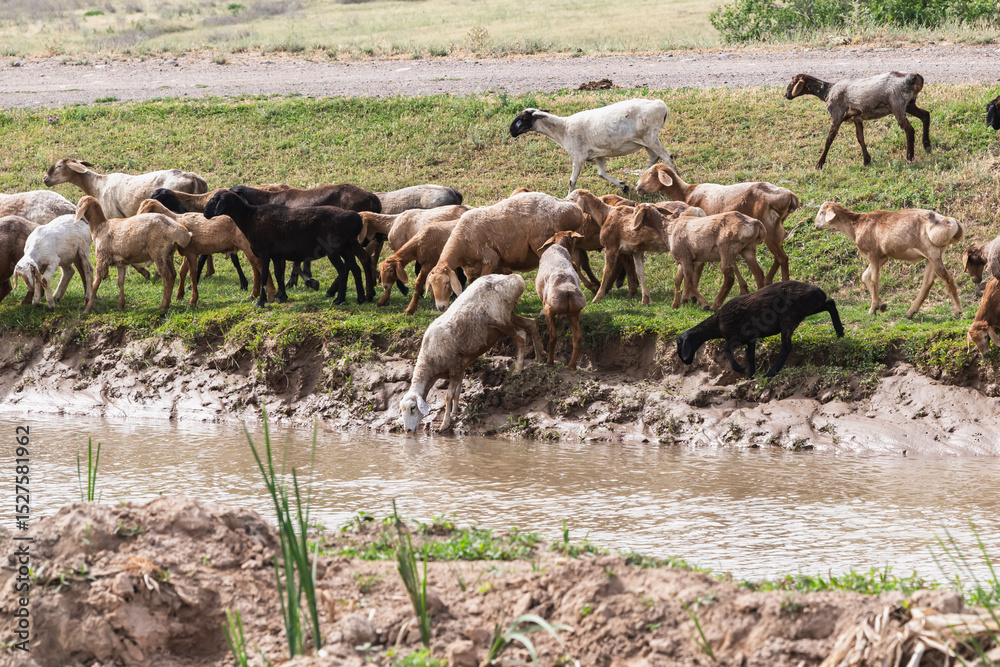 Domestic sheep came to drink water at the canal. Domestic sheep came to drink water at the canal.