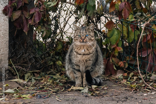 stray cat with different blue and green eyes