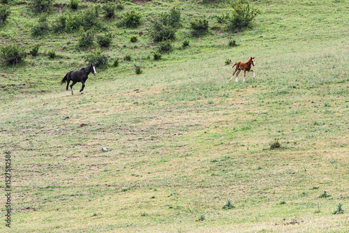 A horse and foal galloping down a green mountain slope.