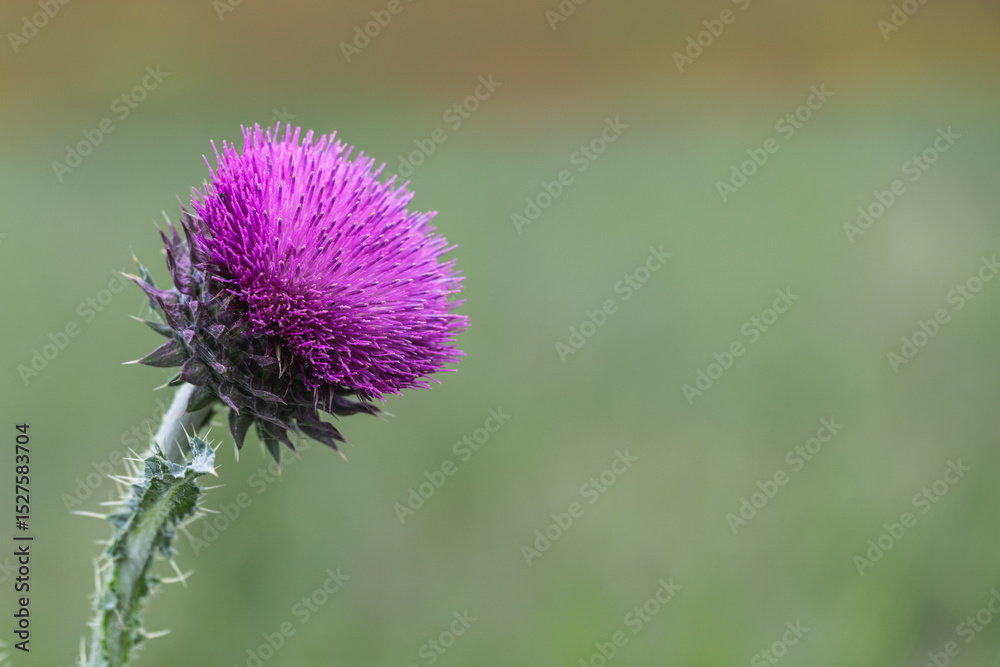 Purple thistle flower on blurred green background. Nature background, selective focus. Purple thistle flower on blurred green background. Nature background, selective focus.