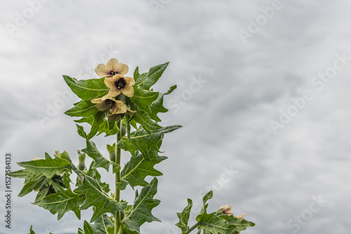 Henbane flowers against the gray sky. Poisonous, toxic plants. Natural background.