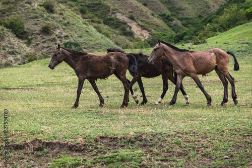 Close-up of domestic horses grazing on a green mountain meadow.