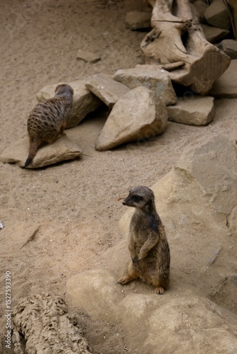 Meerkat in the wild. Meerkat  in the desert. Meerkat.