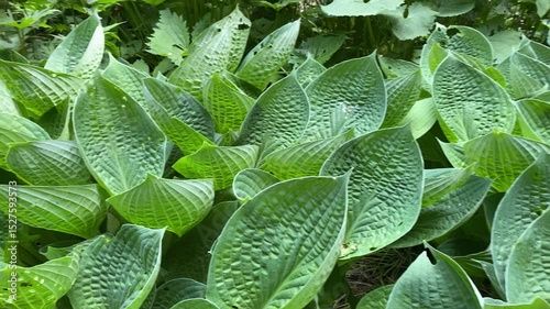 Lush green hosta leaves with raindrops in a garden setting  