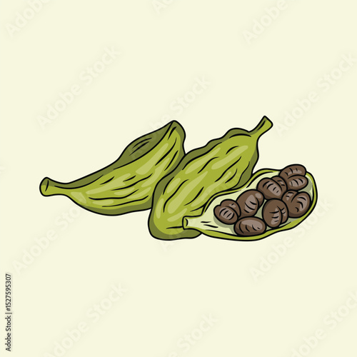 Hand Illustration of Cardamom Fruit Spice