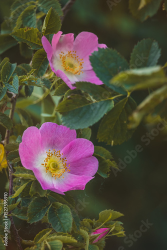 Pink rusty rose. Close-up of flower on blurred background.