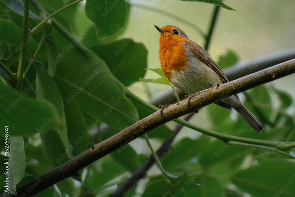 Fototapeta premium robin in the garden