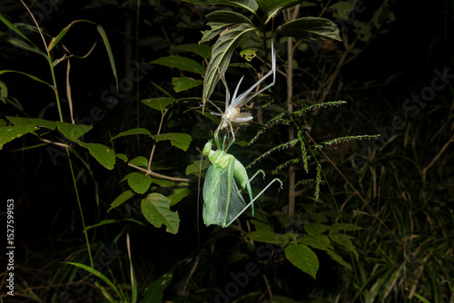 katydid, bush cricket molting, shedding photo