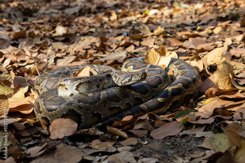 Burmese python (Python bivittatus)